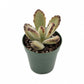 Kalanchoe Teddy - Live Starter Plants - Kalanchoe Tomentosa &