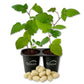 Blackberry Plant - 2 Live Starter Plants - Rubus - Edible Fruit Bearing Bush for Patio and Garden