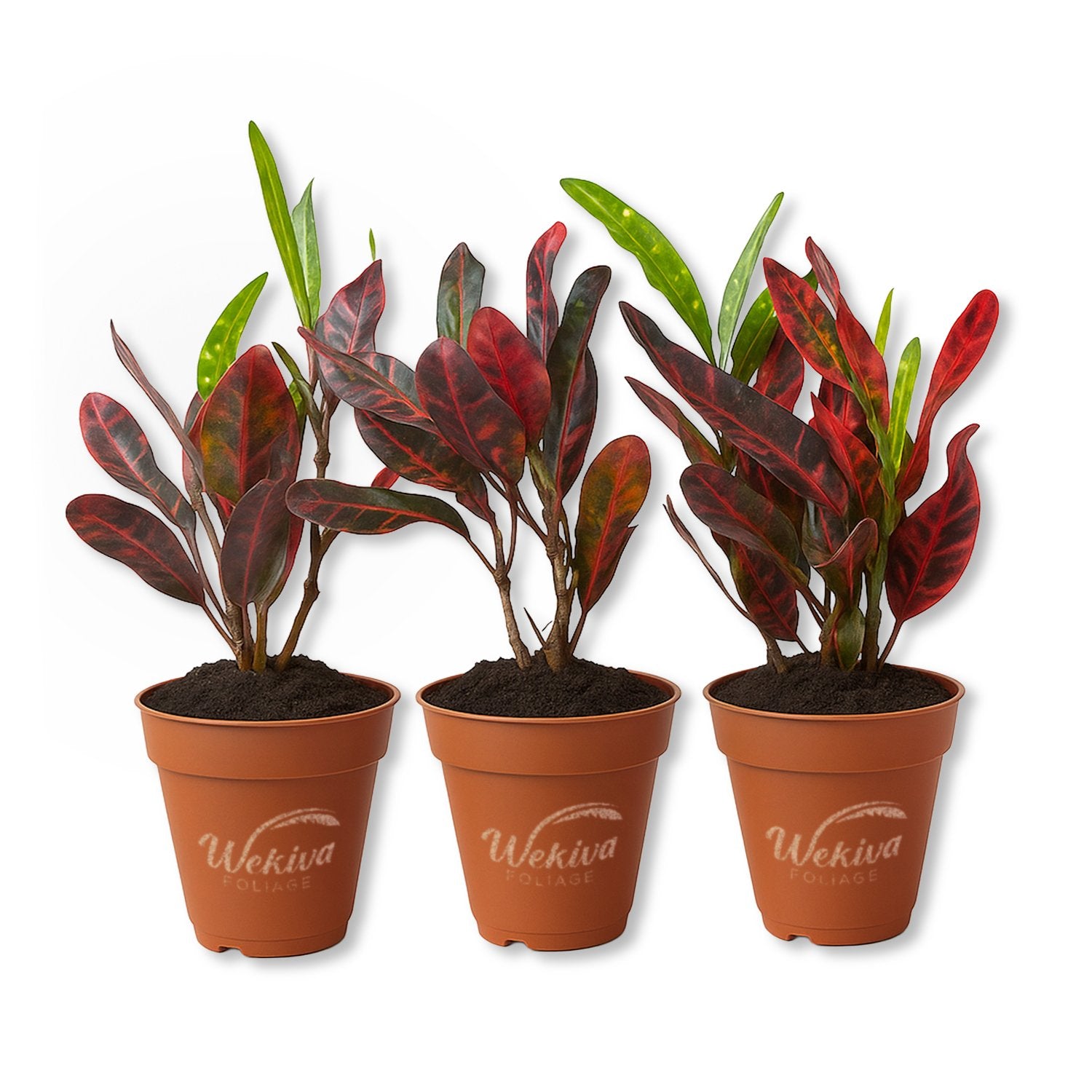 croton mammy starter Croton Batik - Live Starter Plants - Codiaeum Variegatum