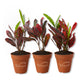 Croton Batik - Live Starter Plants - Codiaeum Variegatum - Beautiful Easy Care Indoor Houseplant