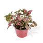 Polka Dot Plant - Live Starter Plants - Hypoestes Phyllostachya - Compact Colorful Tropical Beauty Mosaic Foliage