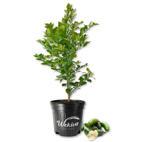 Green Finger Lime Tree - Live Plants in 2 Gallon Pots - Florida Only - Fruit Bearing Citrus for Patio and Garden