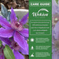 Clematis INES - Live Starter Plant in a 2 Inch Growers Pot - Starter Plants Ready for The Garden - Rare Clematis for Collectors