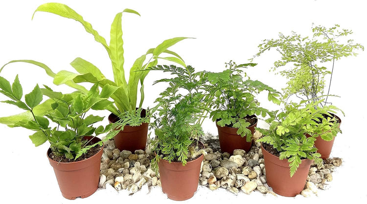 plant ferns in pots Mini Fairy Garden - Terrarium Fern Assortment