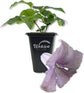 Clematis Betty Corning - Live Starter Plants in 2 Inch Growers Pots - Starter Plants Ready for The Garden - Rare Clematis for Collectors