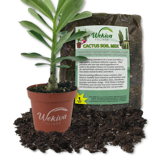 Desert Rose Cactus and Soil Mix Combo - Live Plant in a 4 Inch Pot with 1 Quart Cactus Soil Mix - Adenium Obesum with Custom Soil Blend