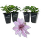 Clematis Ithemba - Live Starter Plants - Delicate Beautiful Classic Elegant Lavender Flowering Vine
