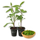 Longevity Spinach - Live Starter Plants - Gynura Procumbens - Grow Your Own Vegetables and Fruit in The Garden or Patio