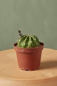 Easter Lily Cactus - Live Starter Plants - Echinopsis Ancistrophora - Beautiful Compact Textured Houseplant