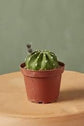 Easter Lily Cactus - Live Starter Plants - Echinopsis Ancistrophora - Beautiful Compact Textured Houseplant