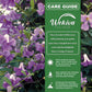 Clematis Betty Corning - Live Starter Plants in 2 Inch Growers Pots - Starter Plants Ready for The Garden - Rare Clematis for Collectors