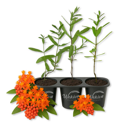 Milkweed Plant - 3 Live Starter Plants - Asclepias - Perennial Florida-Native Wildflower Evergreen