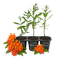 Milkweed Plant - 3 Live Starter Plants - Asclepias - Perennial Florida-Native Wildflower Evergreen
