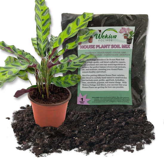 Rattlesnake Calathea and Soil Mix Combo - Live Plant in a 4 Inch Pot with 1 Quart HousePlant Soil Mix - Calathea Lancifolia with Custom Soil Blend