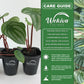 Peperomia Marble and Soil Mix Combo - Live Plant in a 4 Inch Pot with 1 Quart HousePlant Soil Mix - Peperomia Obtusifolia &