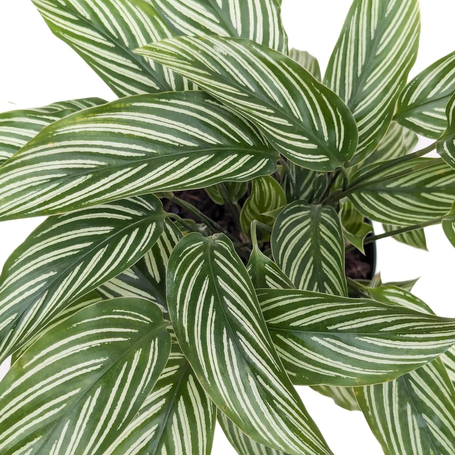 Wekiva Foliage Calathea Vittata - Thumbnail 2