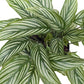 Calathea Vittata - Live Starter Plants - Goeppertia Elliptica &