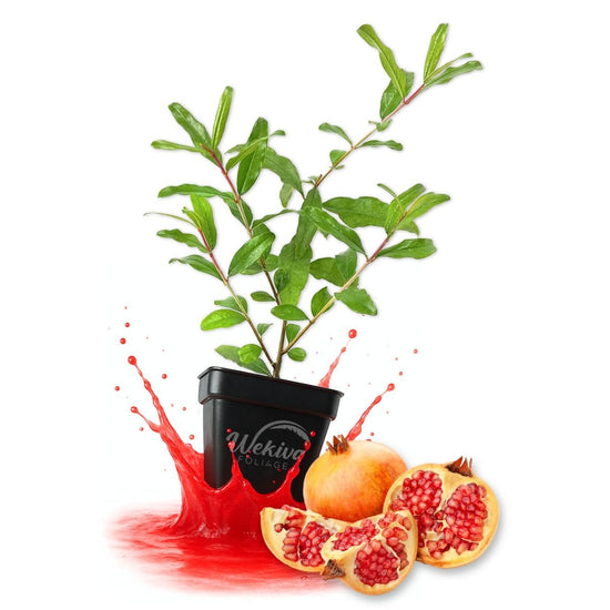 Azadi Pomegranate Tree - Live Plants in 3 Inch Growers Pots - Edible Fruit Bearing Tree for The Patio and Garden