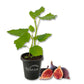 Fig Tree - 1 Live Starter Plant - Ficus Carica - Edible Fruit Tree for The Patio and Garden