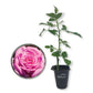 Beverly Rose Bush - Live Starter Plants in 2 Inch Growers Pots - Beautifully Fragrant Hybrid Tea Rose - A Versatile Beauty with Large Blooms