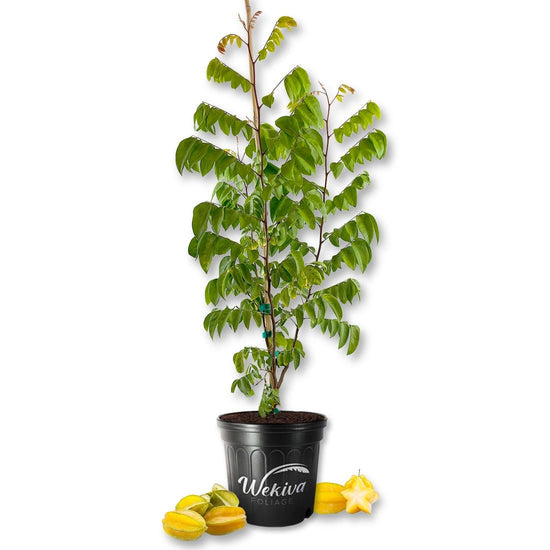 Starfruit Tree - Live Plant in a 3 Gallon Growers Pot - Averrhoa Carambola - Beautiful Edible Fruit Bearing Tree for Patio and Garden