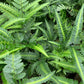East Indian Holly Fern - Live Plant in a 6 Inch Grower&
