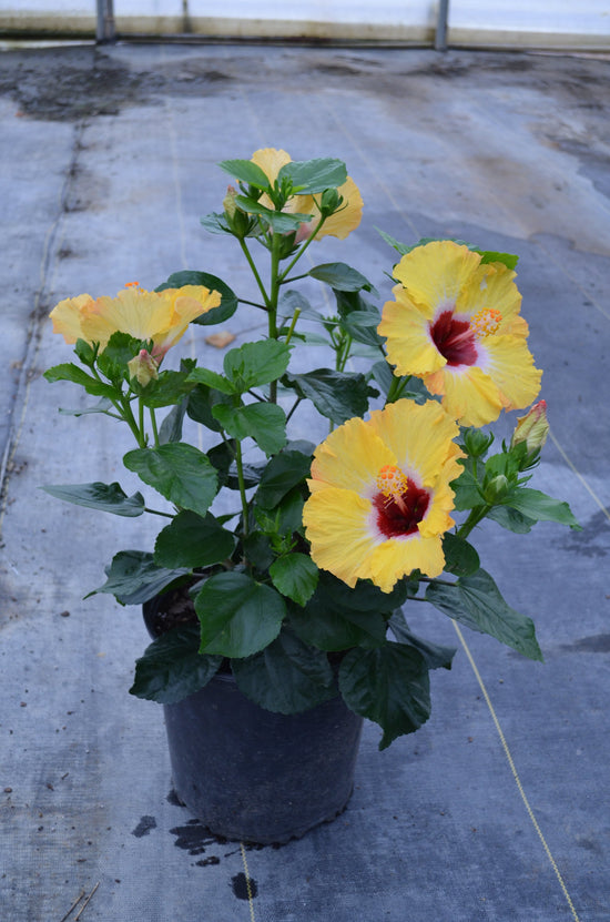 Golden Globe Hollywood Hibiscus Bush - 1 Live Starter in a 10 Inch Pot - Hibiscus Rosa Sinensis - Bright Dramatic Elegant Lush Patio Bush