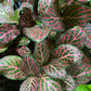Pink Fittonia Nerve Plant - Live Plants in a 2 Inch Growers Pot - Fittonia Albivenis - Nerve Plant with Striking Pink Veining – Compact Tropical Houseplant