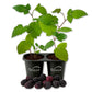 Blackberry Plant - 2 Live Starter Plants - Rubus - Edible Fruit Bearing Bush for Patio and Garden