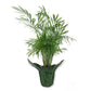 Neanthe Bella Parlor Palm in Festive Holiday Cover - Live Plant in a 4 Inch Pot - Chamaedorea Elegans - Beautiful Indoor Houseplant