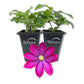 Clematis Pink Champagne - Live Starter Plants in 2 Inch Growers Pots - Starter Plants Ready for The Garden - Rare Clematis for Collectors
