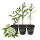 Milkweed Plant - 3 Live Starter Plants - Asclepias - Perennial Florida-Native Wildflower Evergreen