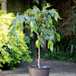 Everbearing Mulberry Tree - Live Tree in a 3 Gallon Pot - Delicious Edible Fruit Tree for The Patio and Garden
