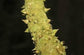 Snowflake Aralia - Live Starter Plants in 2 Inch Pots - Trevesia Sundaica -Indoor Outdoor Fast Growing Hardy Evergreen