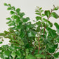 Mahogany Fern - Live Plant in a 6 Inch Grower&