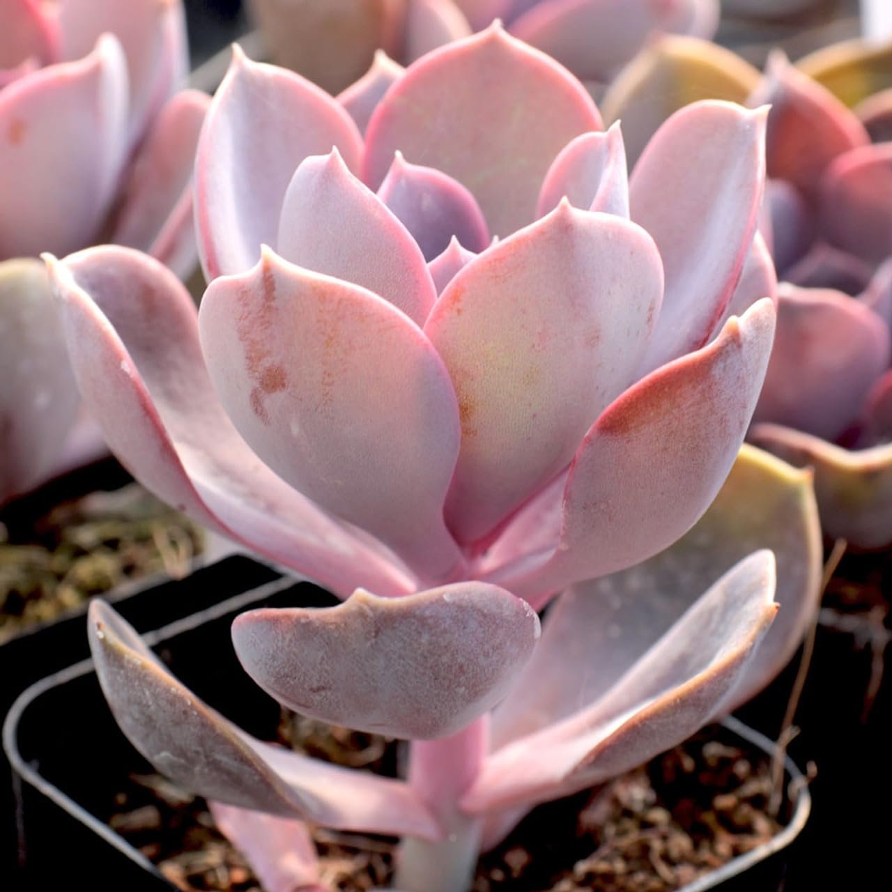 succulent purple pearl Echeveria Purple Pearl - Live Starter Plants in 2 Inch Growers Pots