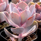 Echeveria Purple Pearl - Live Starter Plants in 2 Inch Growers Pots - Rare and Colorful Compact Easy Care Succulent