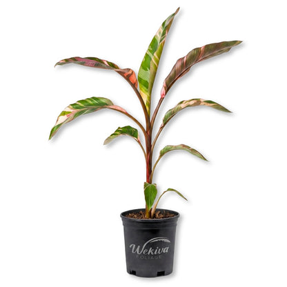 Pink Variegated Banana Tree - Single - 1 Gallon Pot - Musa Nono