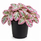 Pink Brocade Flame Violet - Single - 4 Inch Pot - Episcia Cupreata