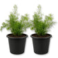 Sprengeri Fern - Live Starter Plants - Asparagus Sprengeri