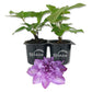Clematis Proteus - Live Starter Plants in 2 Inch Growers Pots - Starter Plants Ready for The Garden - Beautiful Lilac Flowering Vine