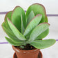 Kalanchoe Flapjacks - Live Starter Plants in 2 Inch Growers Pots - Kalanchoe Thyrsiflora - Drought Tolerant Indoor Outdoor Cacti Succulent Houseplant