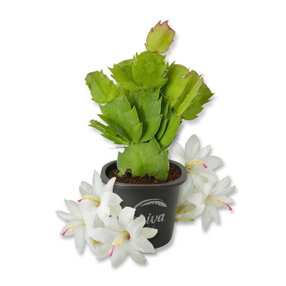 Christmas Cactus - Live Starter Plants - Schlumbergera Bridgesii - Beautiful Colorful Tropical Indoor Succulent