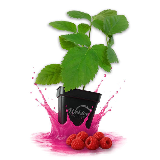 Caroline Raspberry Bush - Live Plants in 3 Inch Growers Pots - Rubus Idaeus - Edible Fruit Bearing Bramble Shrub for The Patio and Garden
