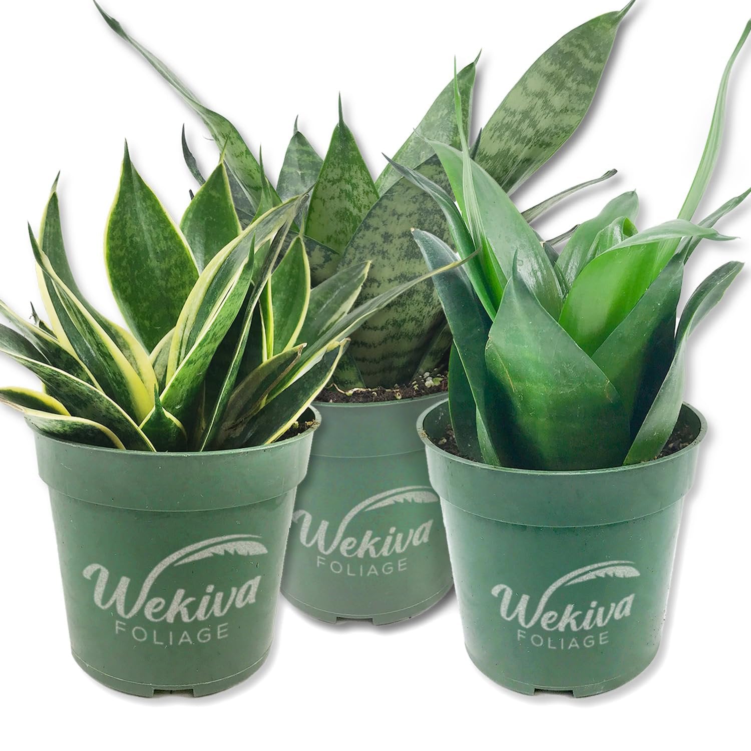 Signature Botanics Snake Plant Collection - Live Plants in 4 Inch Growers Pots - Growers Choice