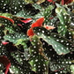 Polka Dot Begonia - 2 Live Starter Plants - Begonia Maculata - Colorful Beautiful Foliage Indoor Air Purifying Houseplant