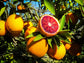 Moro Blood Orange Tree - Live Plants in 1 Gallon Pots - Florida Only - Beautiful Fruit Bearing Citrus for Patio and Garden