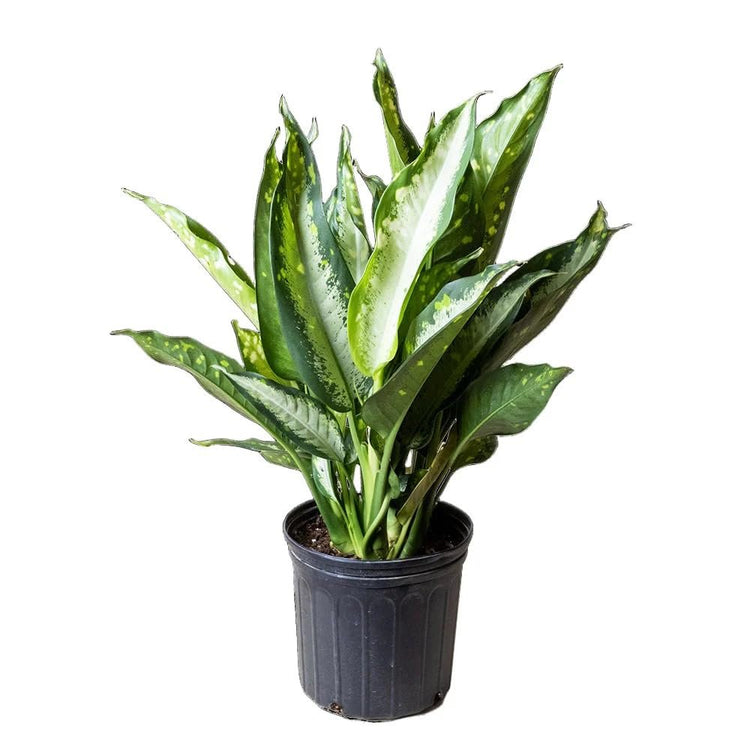 dieffenbachia size indoor Dieffenbachia Panther - Live Plant in a 4 Inch Growers Pot