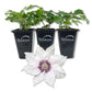 Clematis Snow Queen - Live Starter Plants in 2 Inch Growers Pots - Starter Plants Ready for The Garden - Rare Clematis for Collectors