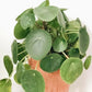 Chinese Money Plant - Single - 4 Inch Pot - Pilea Peperomioides